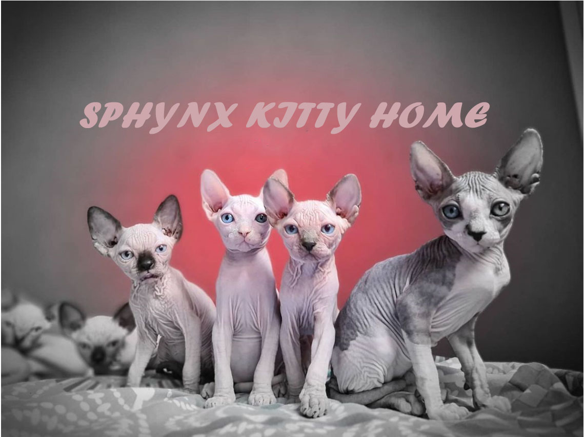 Sphynx kitten for sale